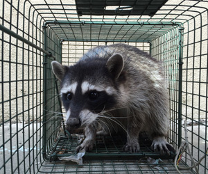 Raccoon in a Trap