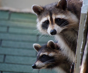 Hamilton Wildlife Hamilton Wildlife