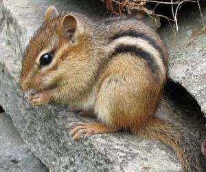 Chipmunks-Removal chipmunks-removal