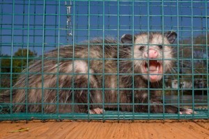 Opossum Removal