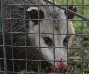 opossum-removal