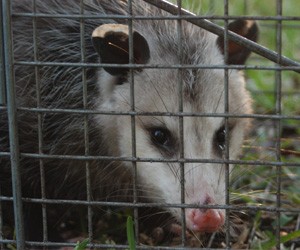 opossum-removal opossum-removal