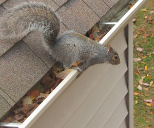 QUIRRELS REMOVAL SERVICES