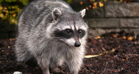 5 Effective Tips To Remove Raccoon From Your Property By Experts