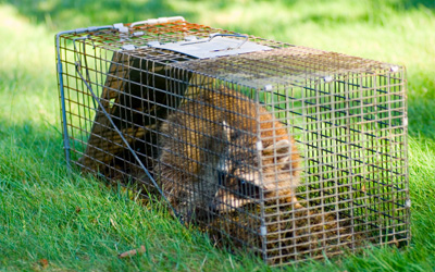 Why DIY Wildlife Removal Is Dangerous