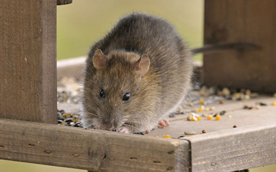 Effective Tips To Remove Rats From Your Property