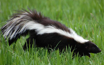 skunk on lawn