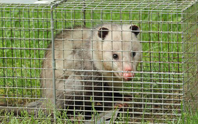 How To Control Opossum Population In Your Property?