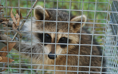 3 Advantages Of Choosing Wildlife Control Professionals