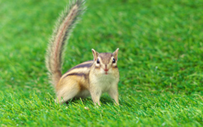 3 Ways To Get Rid Of Chipmunks From Your Yard