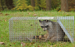 Wildlife-Removal-Services