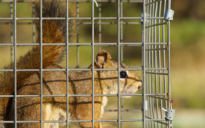 4 Pest Control Tips To Protect Home's Roof From Wildlife