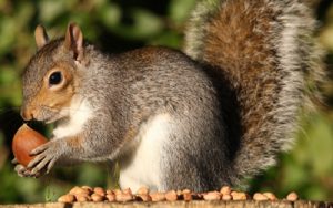 Squirrels In Attic? Useful Tips To Get Rid Of Them