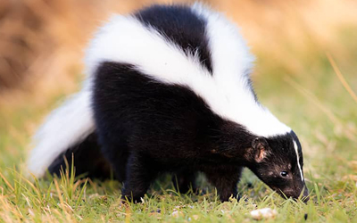 Skunk