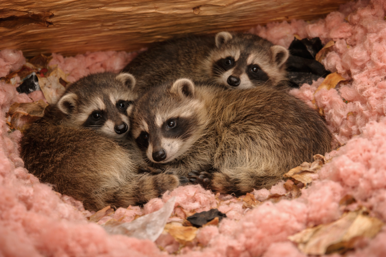 A group of baby raccoons huddle together in a nest of insulation.