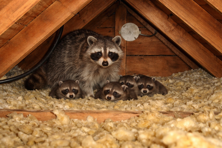 A mother raccoon and her babies nesting in an attic.