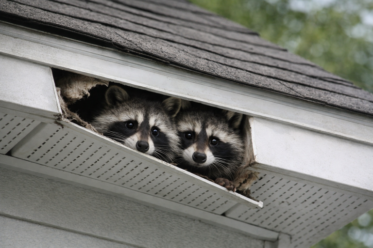 Two raccoons peak their head out from a damaged soffit.