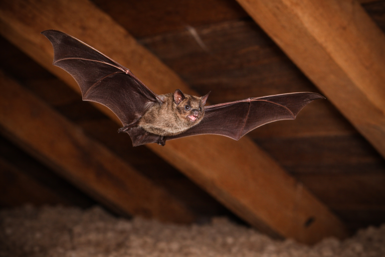 A bat flies around an attic.