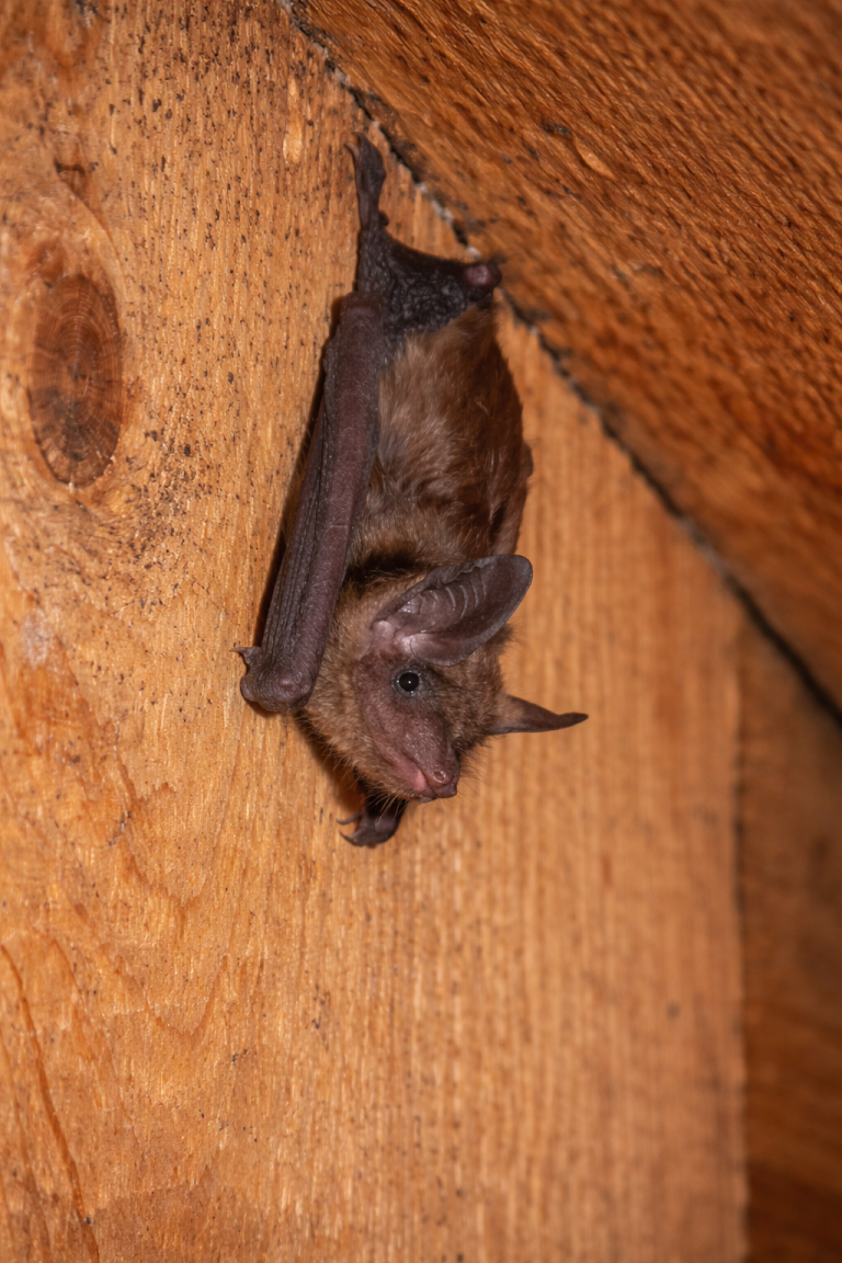 A bat hangs from the wall of an attic.