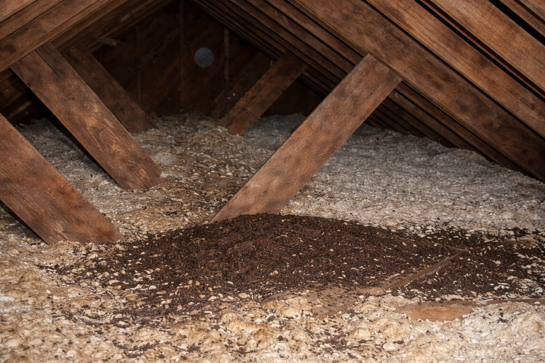 An accumulation of bat guano in an attic.