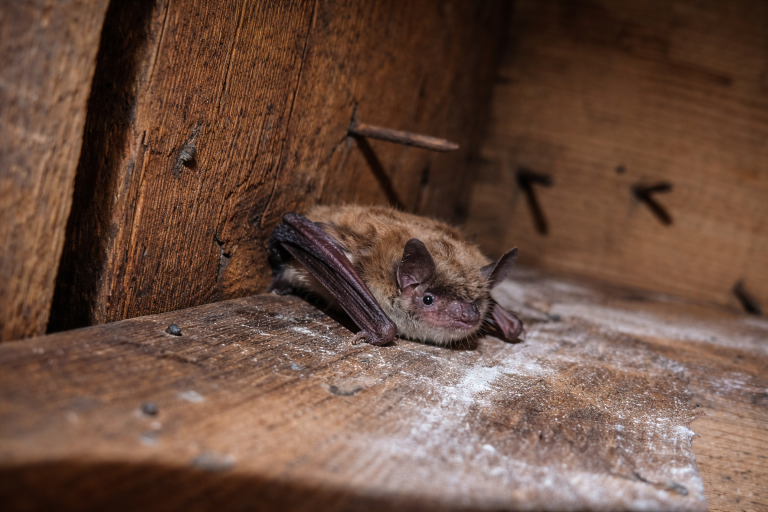 A bat in an attic.