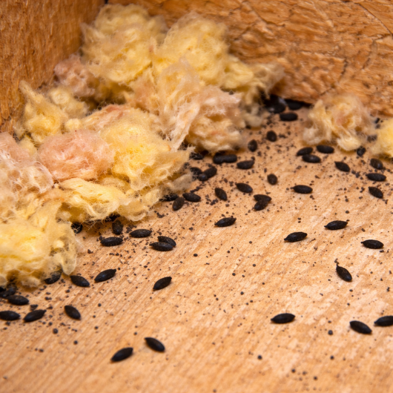 Insulation damage and debris caused by mice.