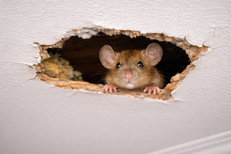 A mouse peeks its head out of a hole in a ceiling.