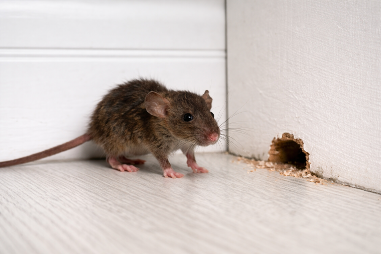 A mouse beside a small hole in the wall.
