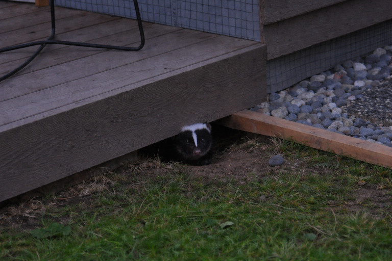 A skunk peeks out from their den underneath a deck.