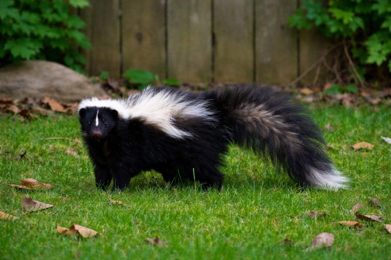 A skunk in a backyard.