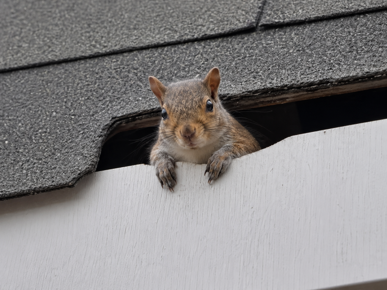 A squirrel pokes its head of of a broken shingle.