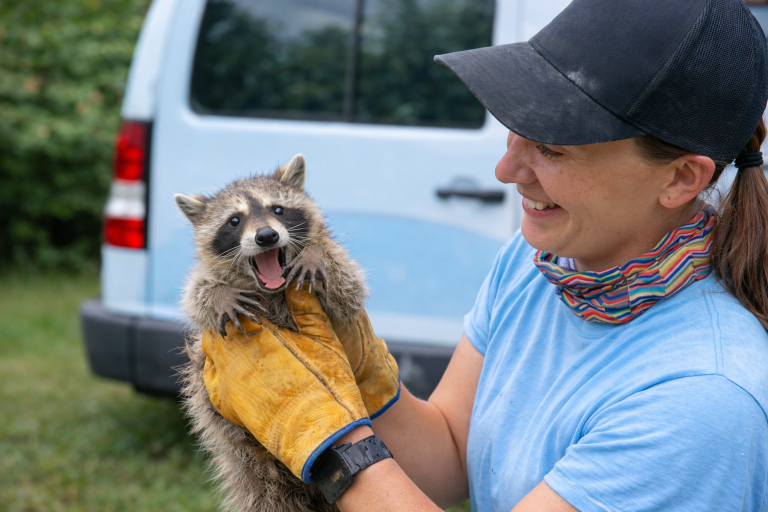 A professional wildlife technician holds a baby raccoon.