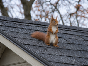 A red squirrel standing upright on the roof of a house.