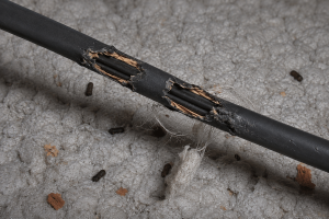 A chewed wire in an attic, with squirrel feces in the insulation in the background.