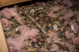 Insulation debris and squirrel feces scattered across an attic.
