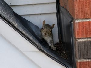 A squirrel pokes it head out of a broken roof shingle.