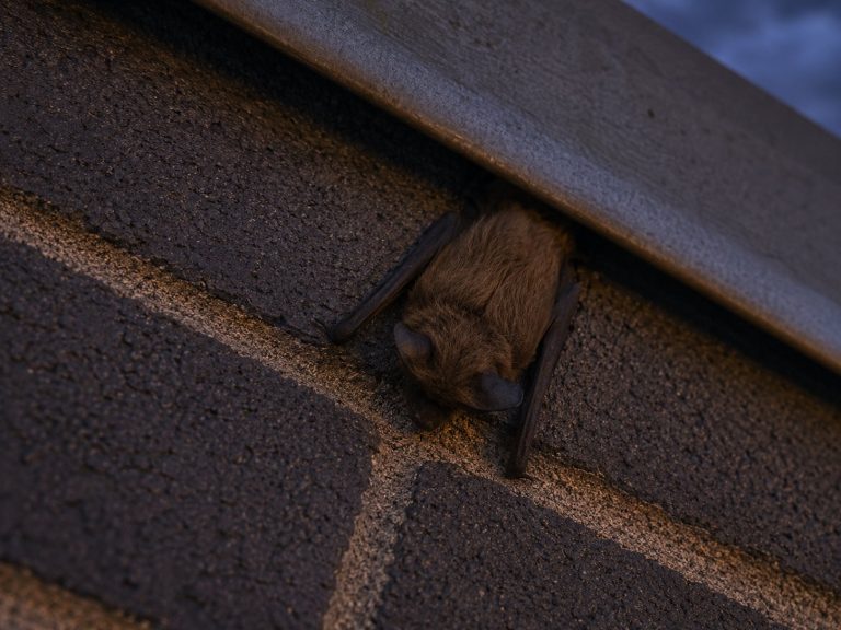 A bat hangs from a gap in a roofline.