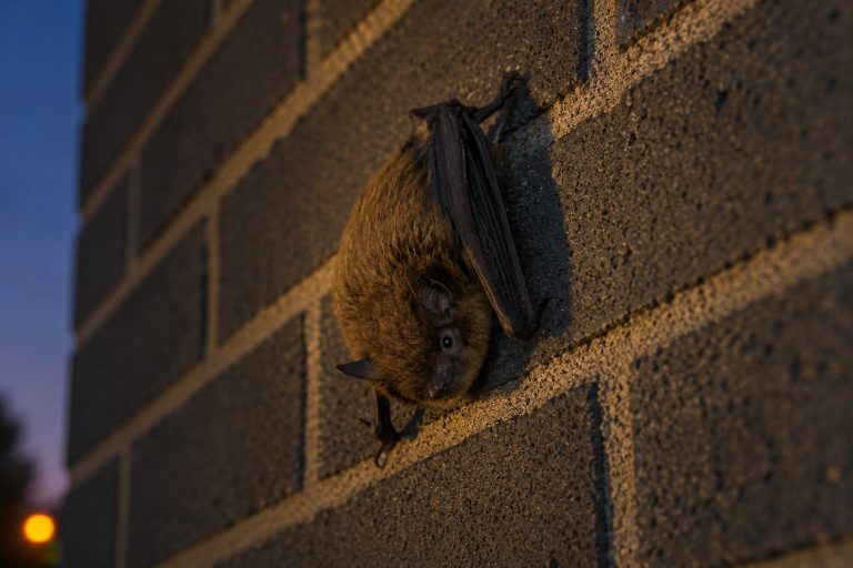 A bat hanging on the side of a brick wall.