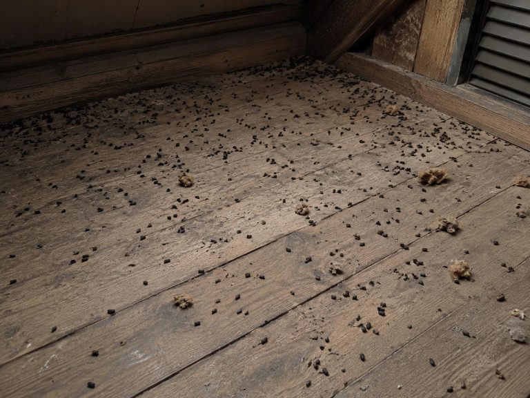 Bat guano on a floor.