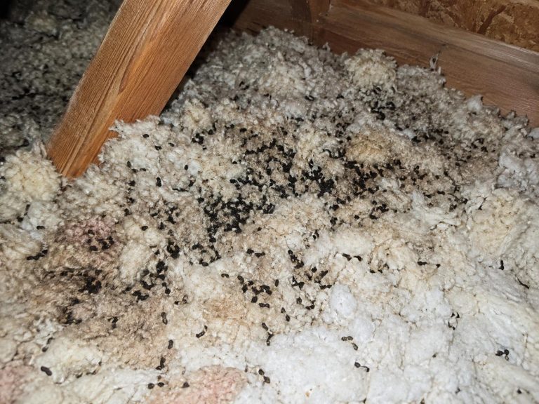 Bat guano in an attic.