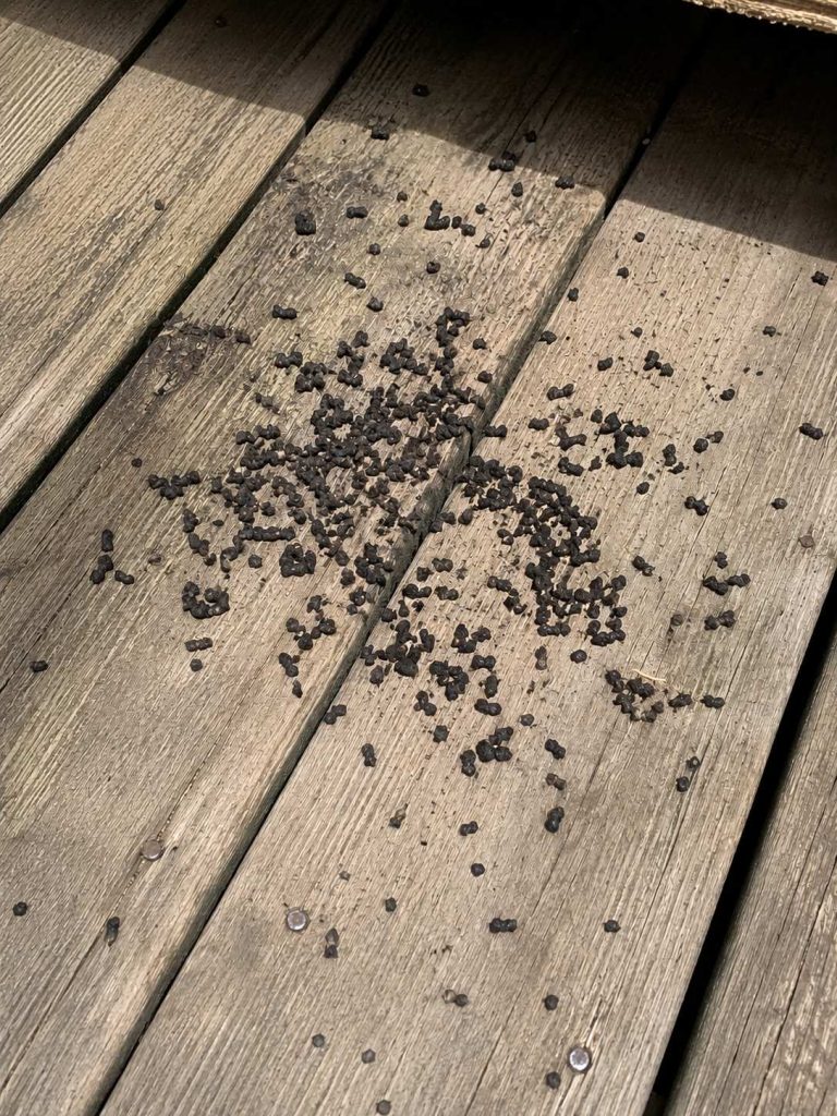 Bat guano on a deck.