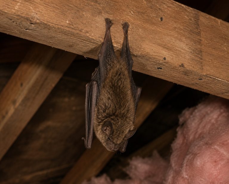 A bat hanging upside down on a rafter in an attic.