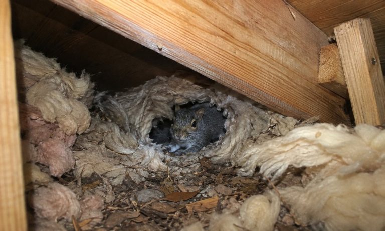 A squirrel nesting in an attic.